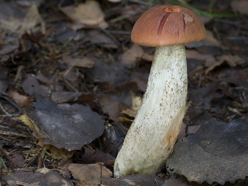 Leccinum aurantiacum